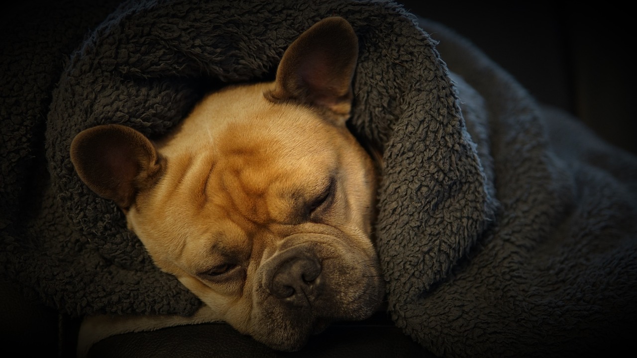 The Characteristics of French Bulldogs